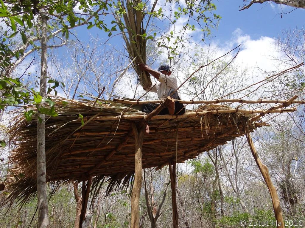 Techado de palma huano (Sabal spp.)