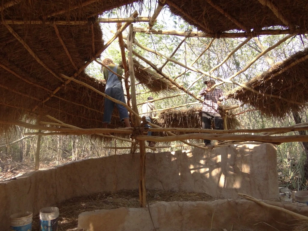 Puesta de zacate