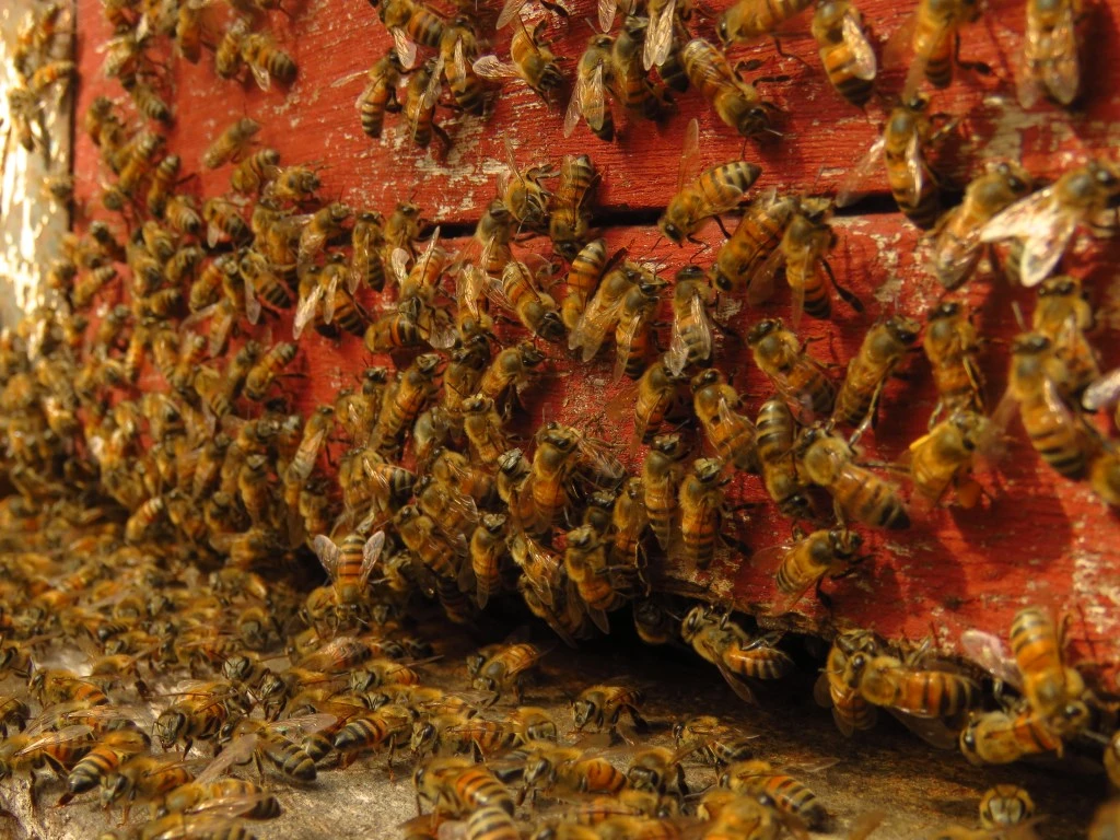 Apis mellifera
