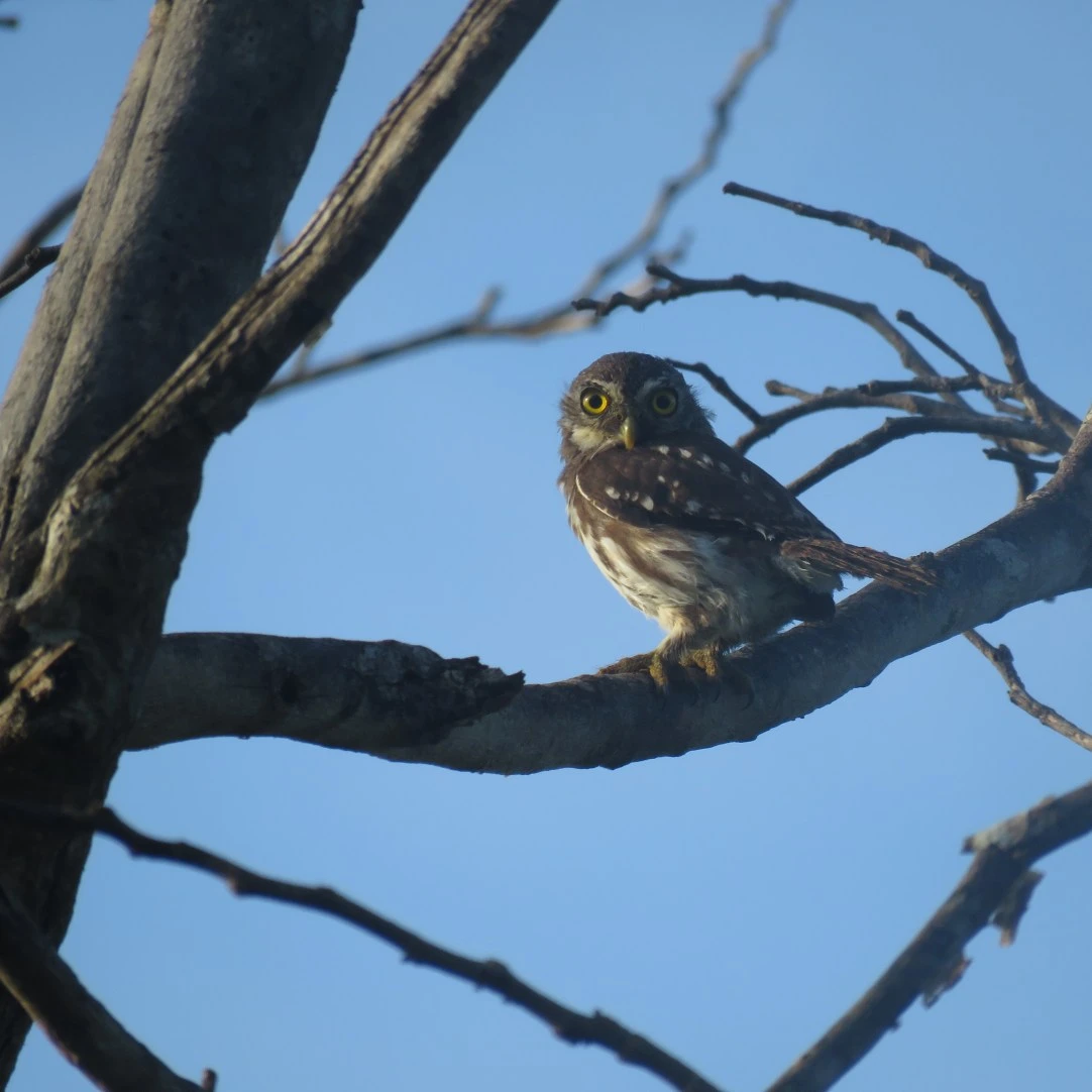 Glaucidium brasilianum