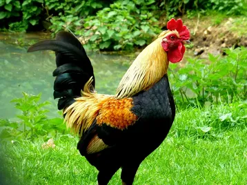 Colocación de hunquiche (vigas)